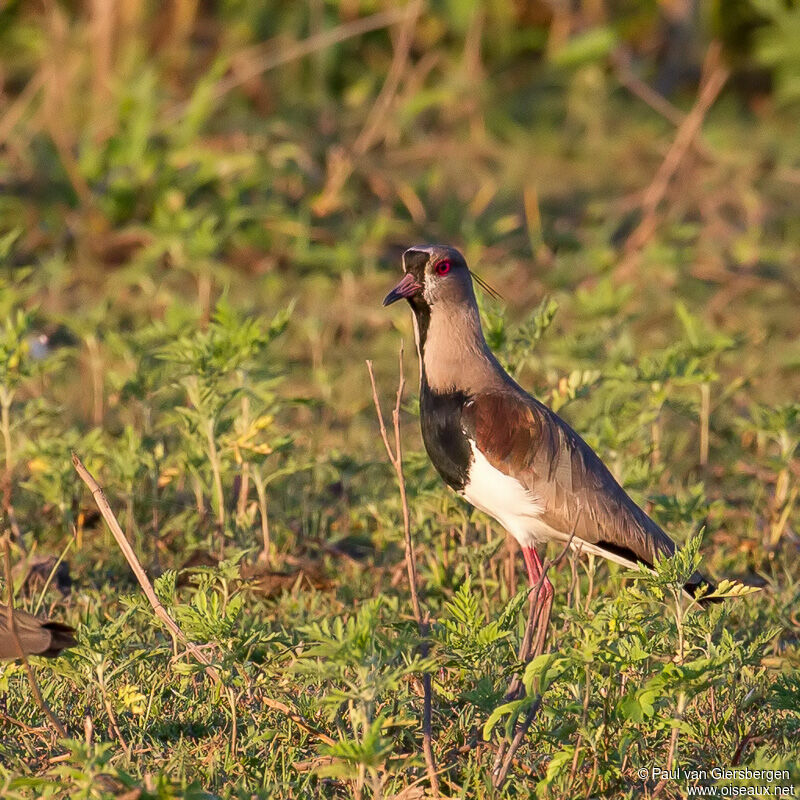 Southern Lapwing