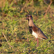 Southern Lapwing