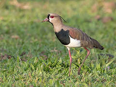 Southern Lapwing