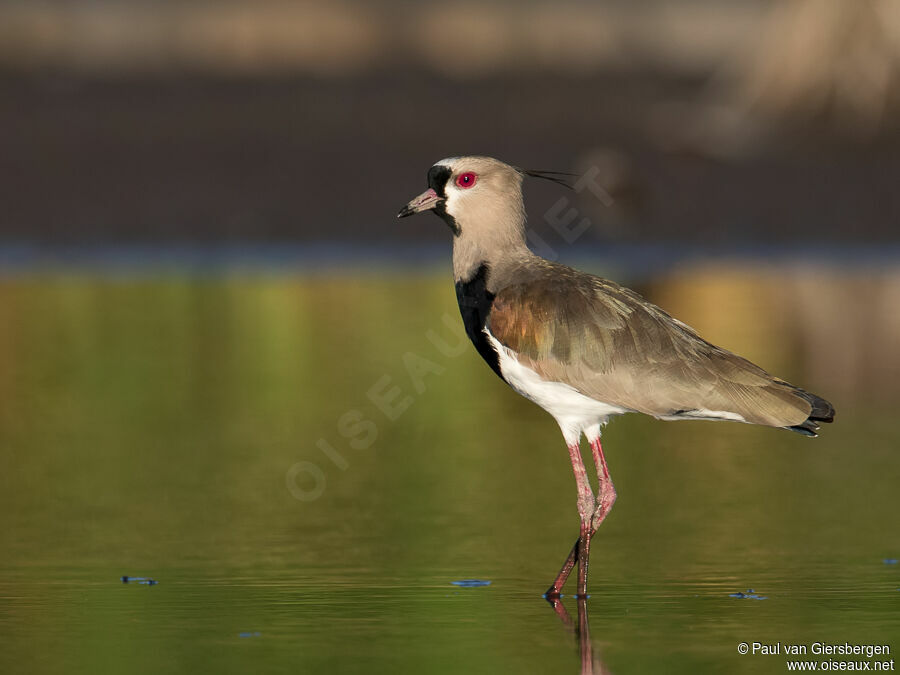 Southern Lapwingadult