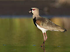 Southern Lapwing