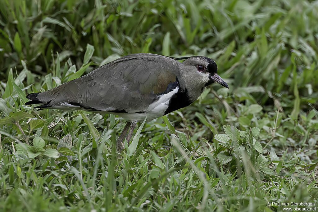 Southern Lapwingadult