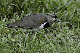 Southern Lapwing