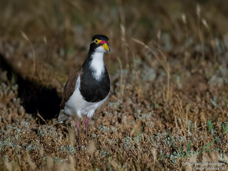 Banded Lapwing