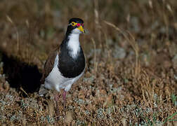 Banded Lapwing