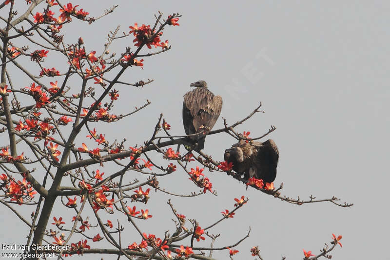 Slender-billed Vultureadult, identification