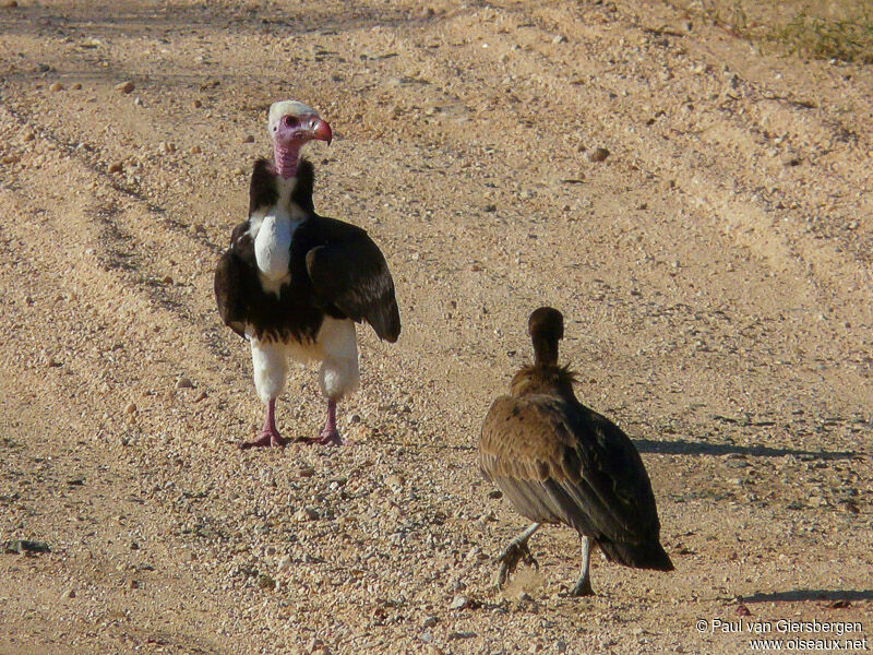 White-headed Vulture