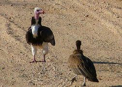 White-headed Vulture