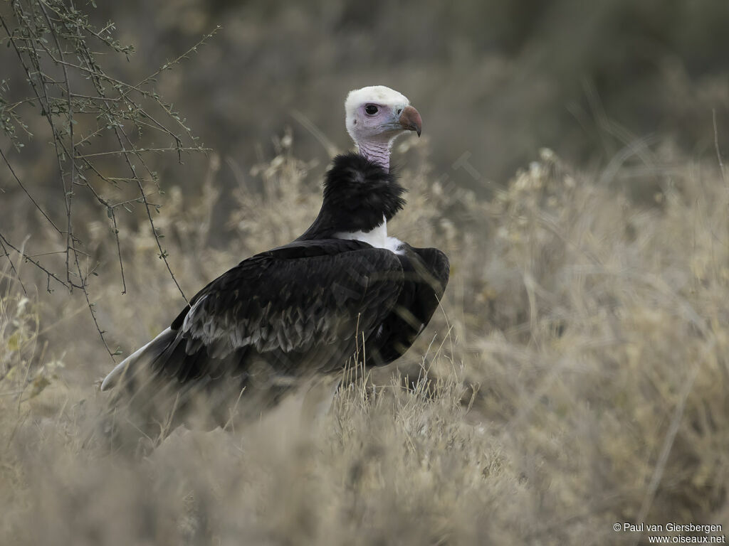 Vautour à tête blancheadulte