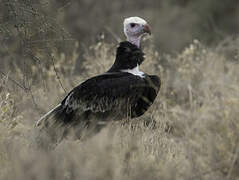 White-headed Vulture