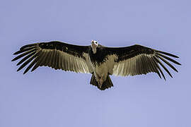 White-headed Vulture