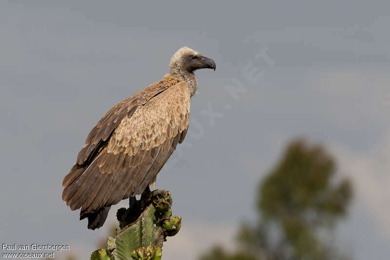 Vautour africainadulte, identification