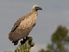 White-backed Vulture