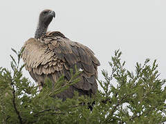 White-backed Vulture