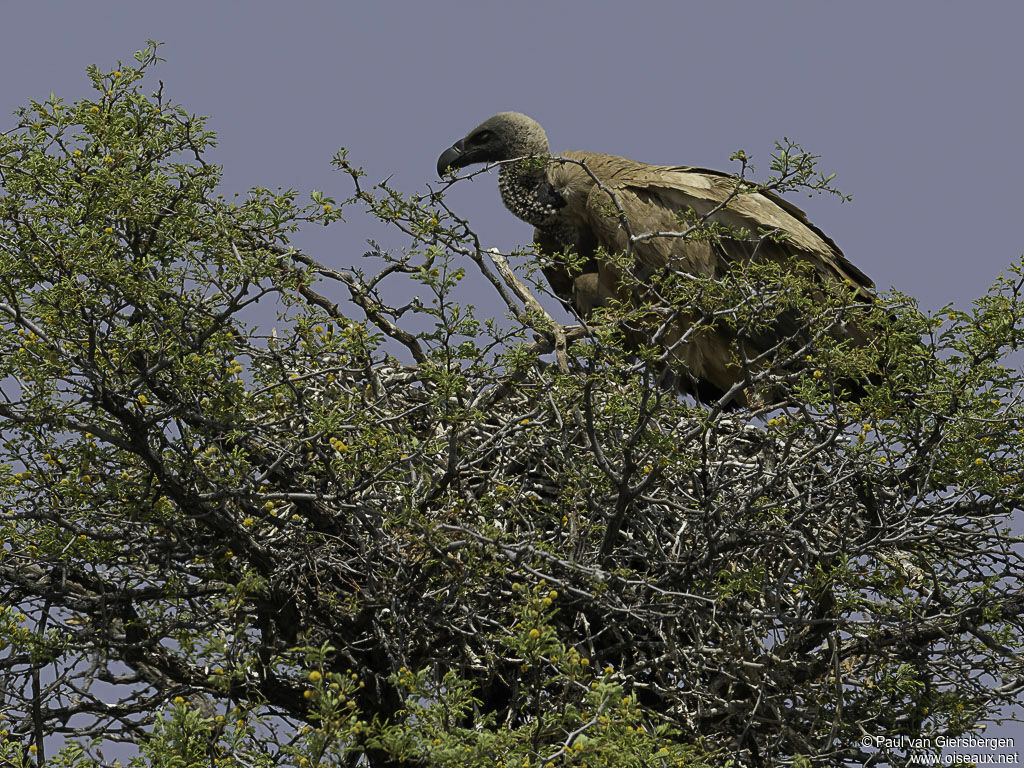 Vautour africainadulte