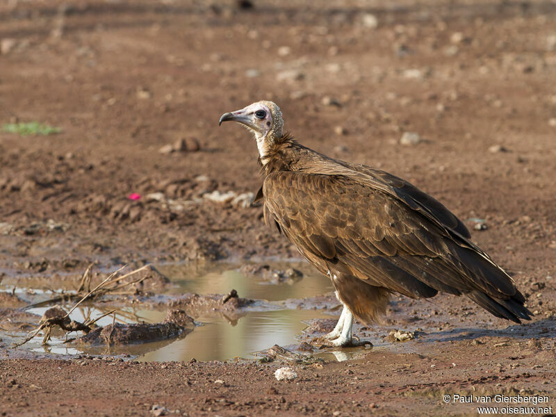 Hooded Vulture