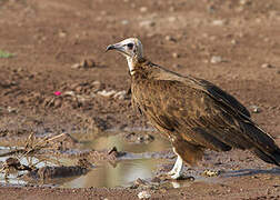 Hooded Vulture