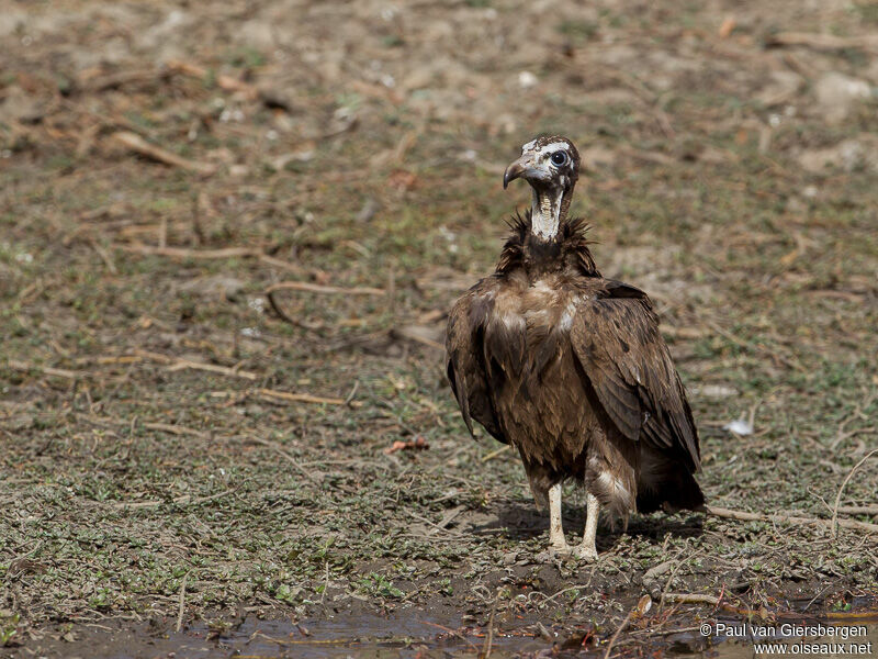 Hooded Vulture