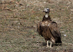 Hooded Vulture