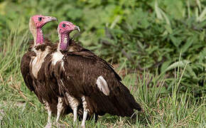 Hooded Vulture