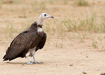 Vautour charognard