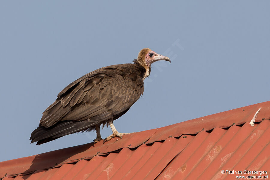 Vautour charognardadulte