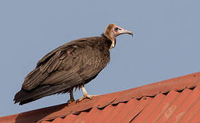 Hooded Vulture