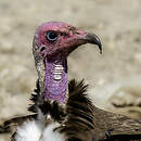 Vautour charognard