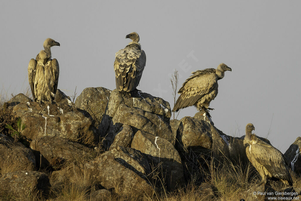 Cape Vulture