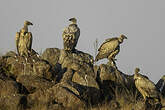 Vautour chassefiente