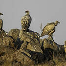 Vautour chassefiente