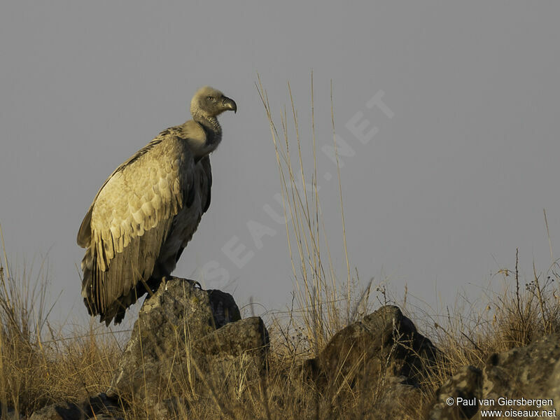 Cape Vultureadult