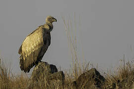 Cape Vulture