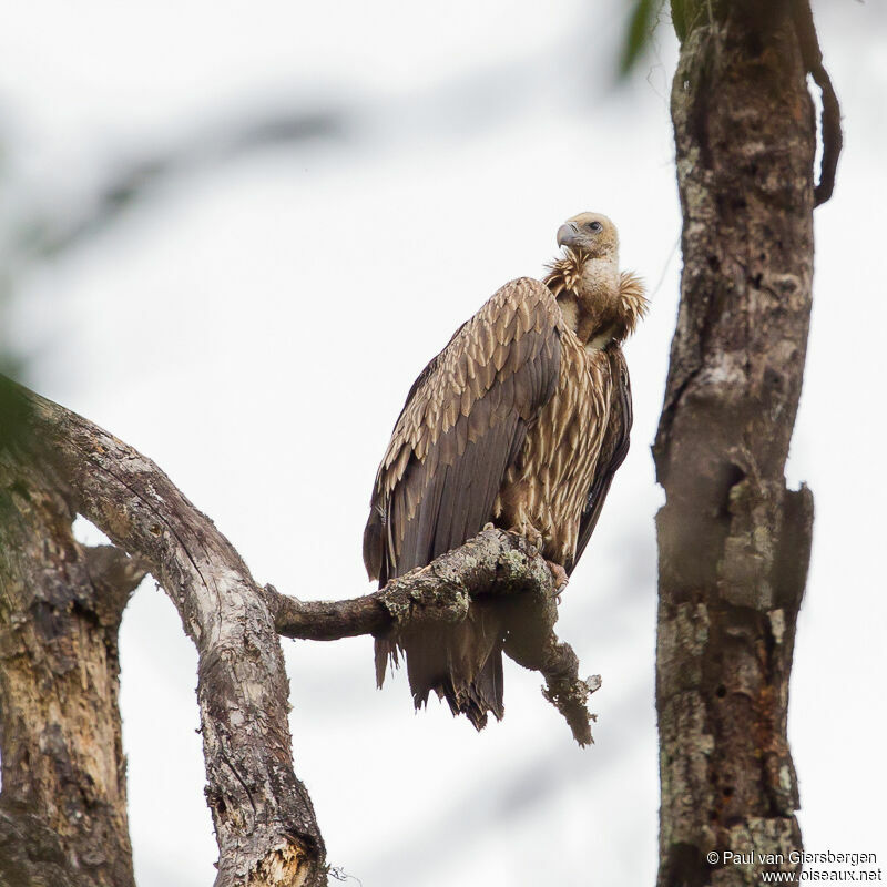 Himalayan Vulture