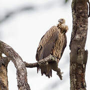 Vautour de l'Himalaya