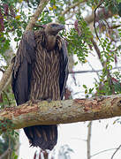 Himalayan Vulture