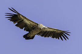 Himalayan Vulture