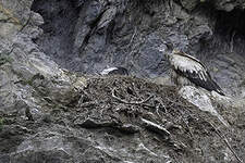 Vautour de l'Himalaya