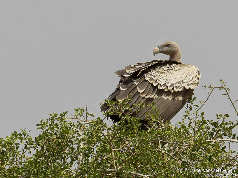 Rüppell's Vulture