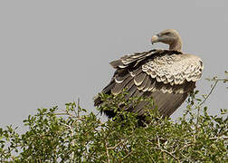 Rüppell's Vulture