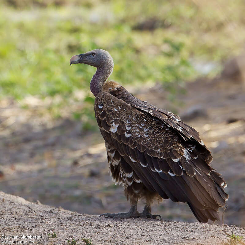 Rüppell's Vulture