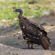 Rüppell's Vulture