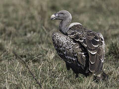 Rüppell's Vulture