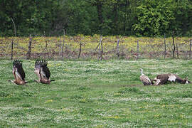 Griffon Vulture