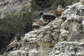 Griffon Vulture