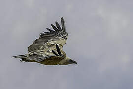 Griffon Vulture