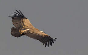 Indian Vulture