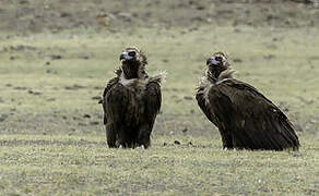 Cinereous Vulture