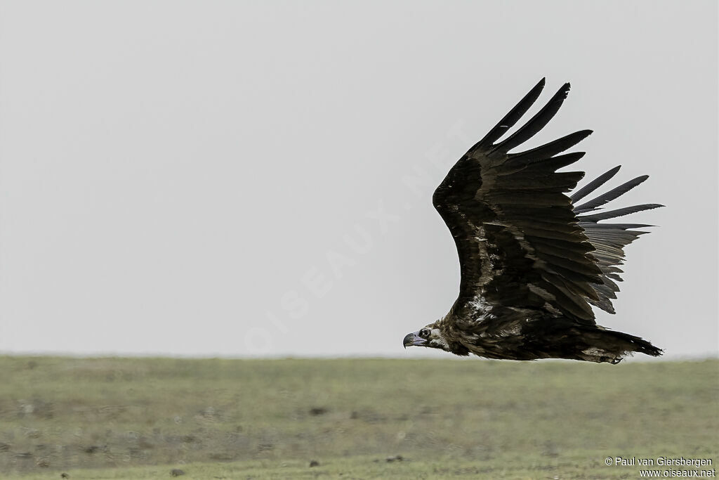 Cinereous Vulture