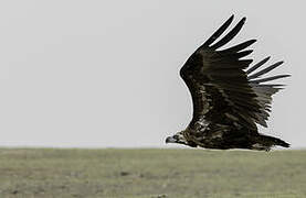 Cinereous Vulture